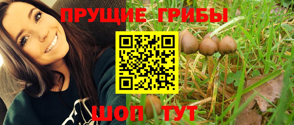 Новочеркасск  Псилоцибиновые грибы MAGIC MUSHROOMS  Псилоцибиновые грибы Psilocybine cubensis  Вход с VPN 